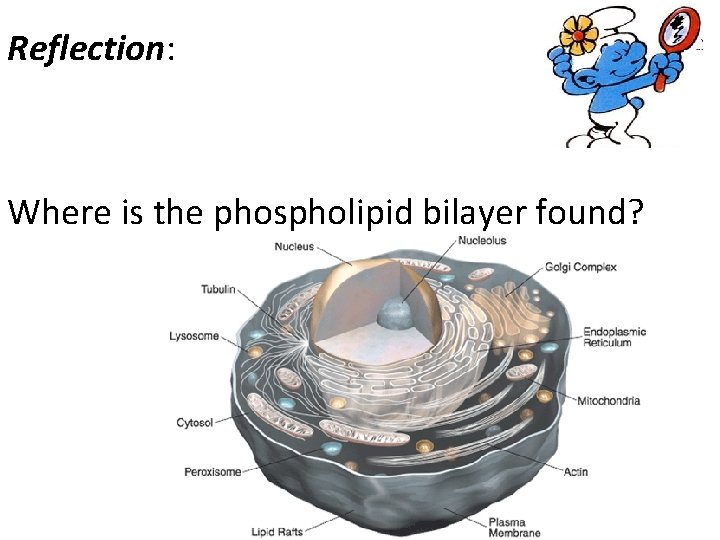 Reflection: Where is the phospholipid bilayer found? 