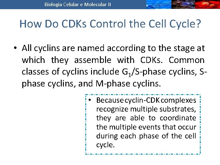 Biologia Celular e Molecular II How Do CDKs Control the Cell Cycle? • All