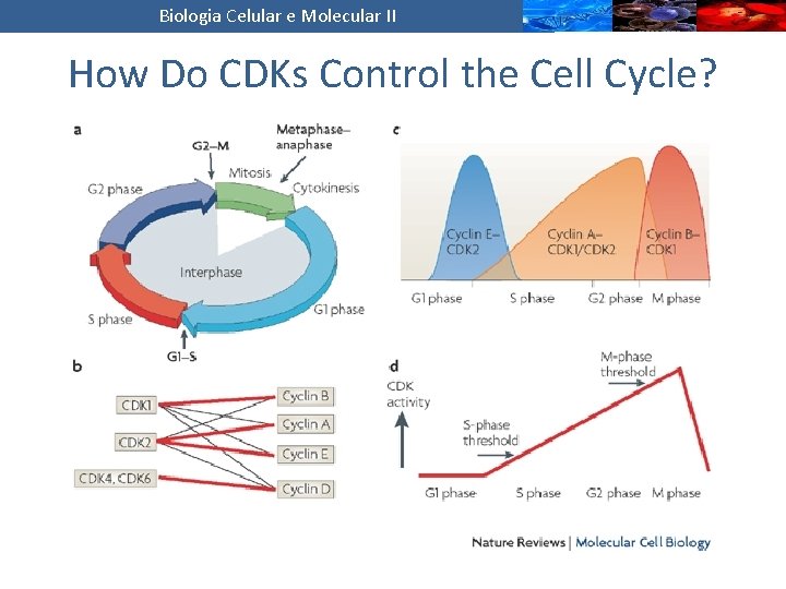 Biologia Celular e Molecular II How Do CDKs Control the Cell Cycle? 