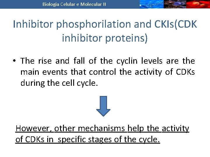 Biologia Celular e Molecular II Inhibitor phosphorilation and CKIs(CDK inhibitor proteins) • The rise