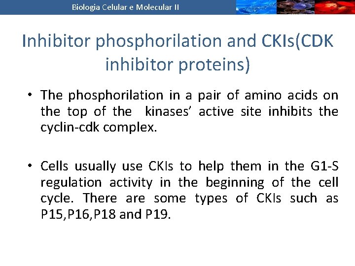 Biologia Celular e Molecular II Inhibitor phosphorilation and CKIs(CDK inhibitor proteins) • The phosphorilation