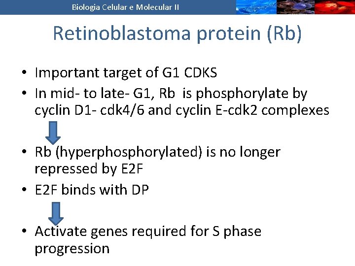 Biologia Celular e Molecular II Retinoblastoma protein (Rb) • Important target of G 1