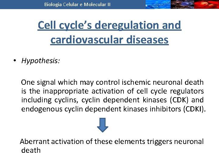 Biologia Celular e Molecular II Cell cycle’s deregulation and cardiovascular diseases • Hypothesis: One