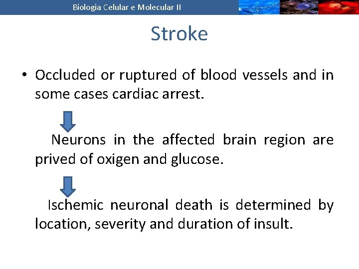 Biologia Celular e Molecular II Stroke • Occluded or ruptured of blood vessels and