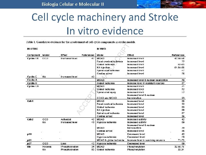 Biologia Celular e Molecular II Cell cycle machinery and Stroke In vitro evidence 