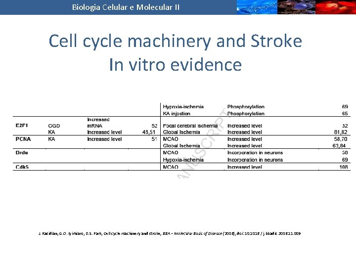 Biologia Celular e Molecular II Cell cycle machinery and Stroke In vitro evidence J.