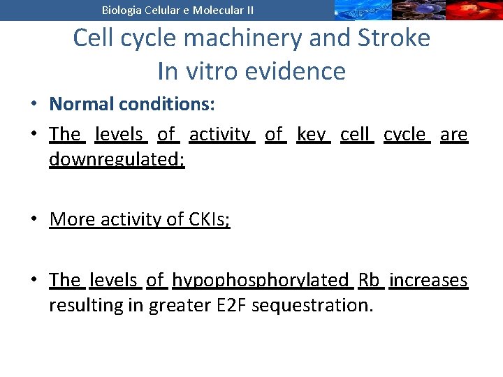 Biologia Celular e Molecular II Cell cycle machinery and Stroke In vitro evidence •