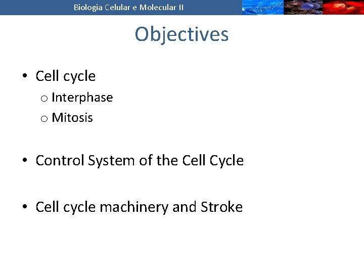 Biologia Celular e Molecular II Objectives • Cell cycle o Interphase o Mitosis •