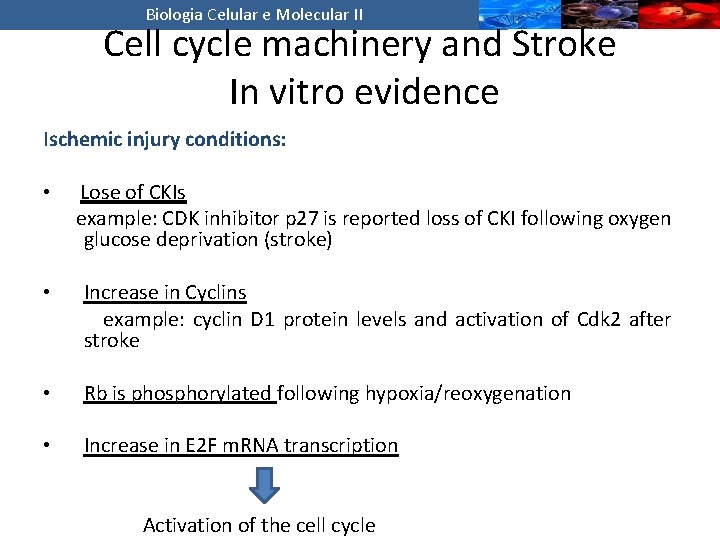 Biologia Celular e Molecular II Cell cycle machinery and Stroke In vitro evidence Ischemic