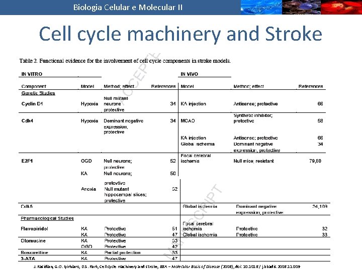 Biologia Celular e Molecular II Cell cycle machinery and Stroke J. Rasidian, G. O.