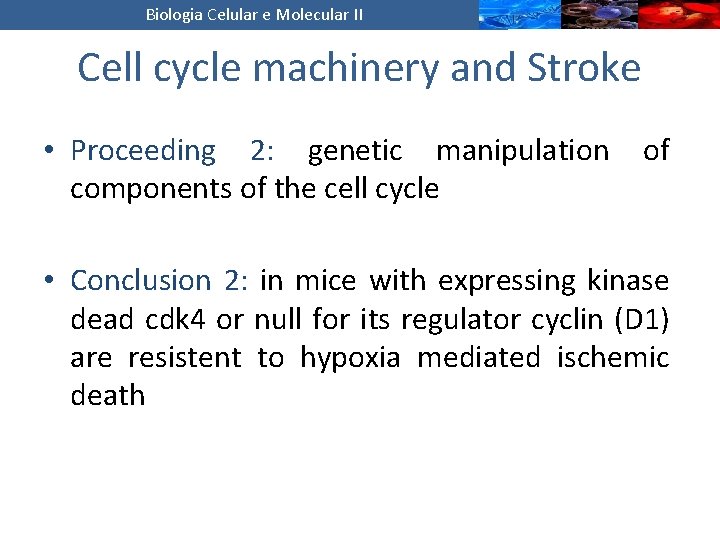 Biologia Celular e Molecular II Cell cycle machinery and Stroke • Proceeding 2: genetic