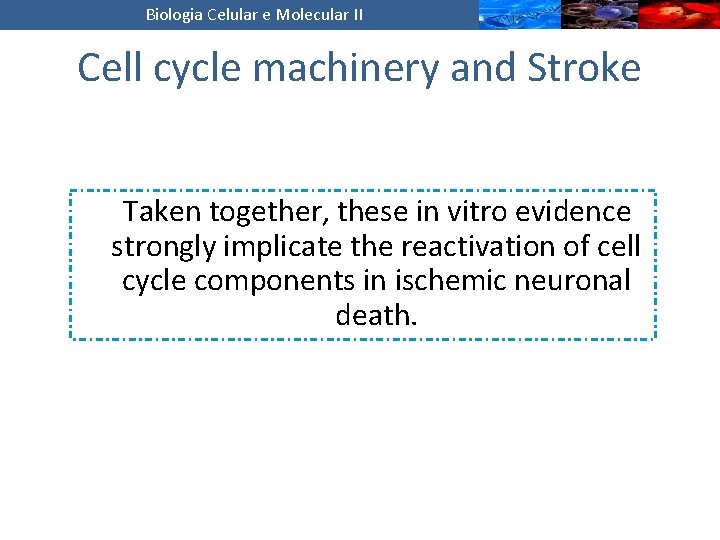 Biologia Celular e Molecular II Cell cycle machinery and Stroke Taken together, these in