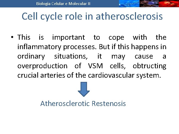 Biologia Celular e Molecular II Cell cycle role in atherosclerosis • This is important
