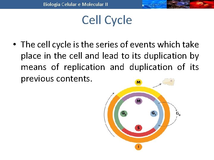 Biologia Celular e Molecular II Cell Cycle • The cell cycle is the series