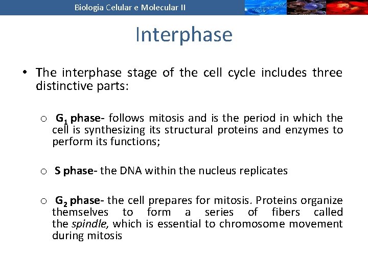 Biologia Celular e Molecular II Interphase • The interphase stage of the cell cycle