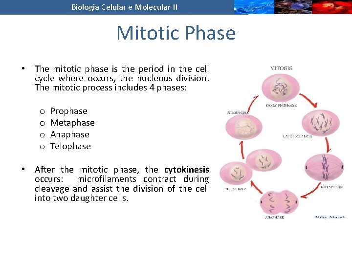 Biologia Celular e Molecular II Mitotic Phase • The mitotic phase is the period