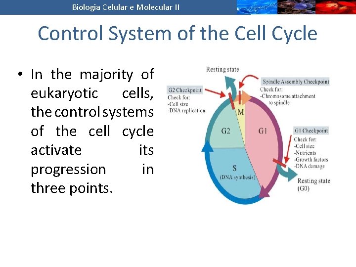 Biologia Celular e Molecular II Control System of the Cell Cycle • In the