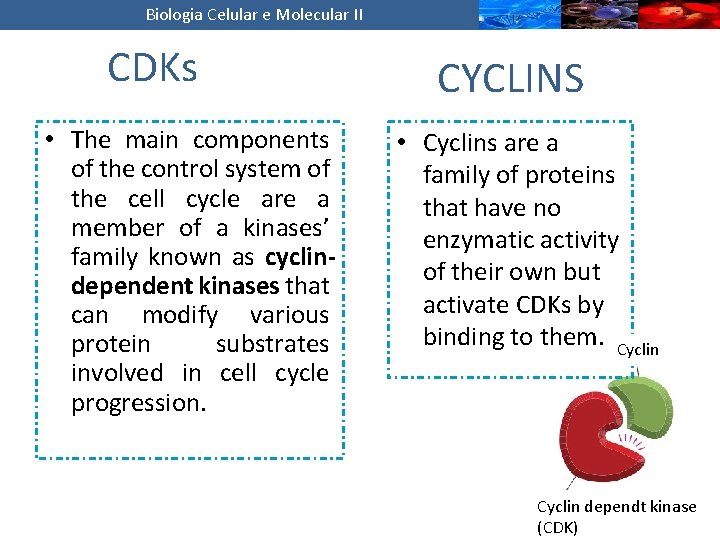 Biologia Celular e Molecular II CDKs • The main components of the control system