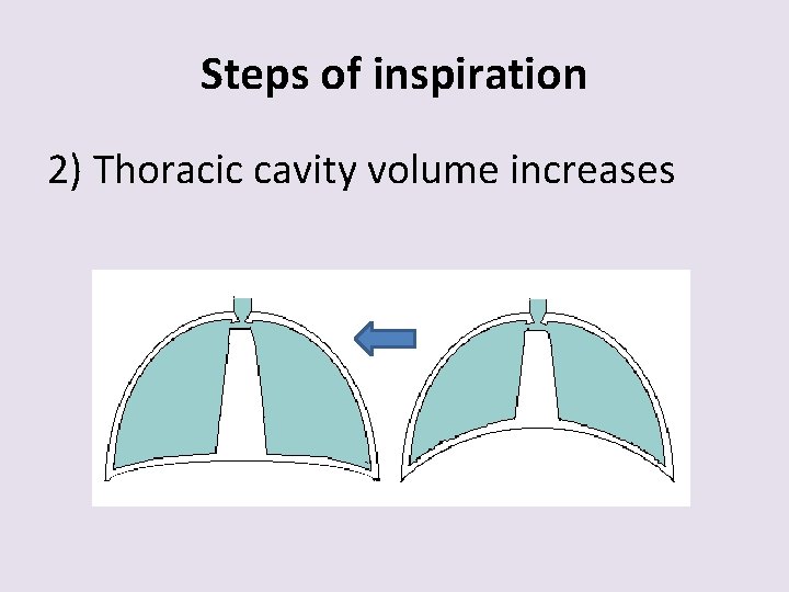 Steps of inspiration 2) Thoracic cavity volume increases 