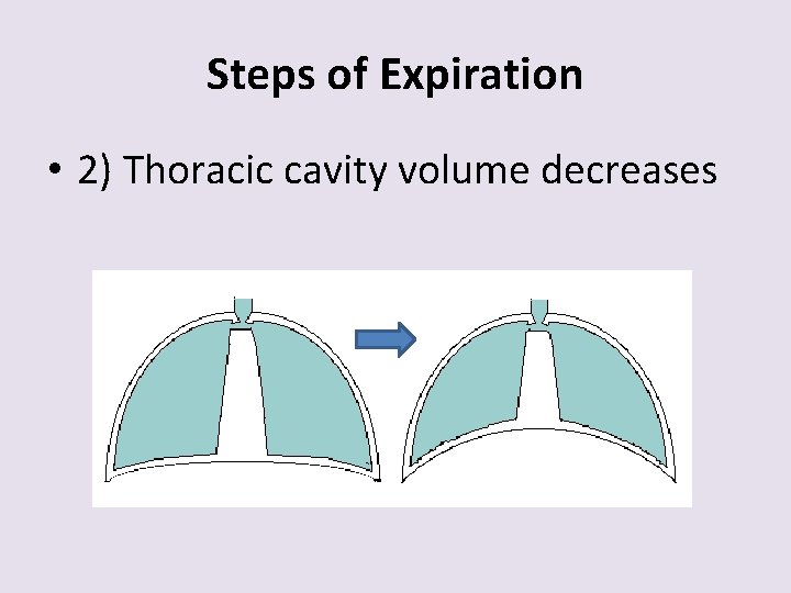 Steps of Expiration • 2) Thoracic cavity volume decreases 