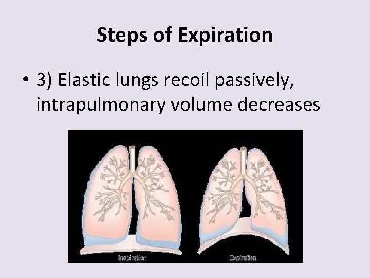 Steps of Expiration • 3) Elastic lungs recoil passively, intrapulmonary volume decreases 