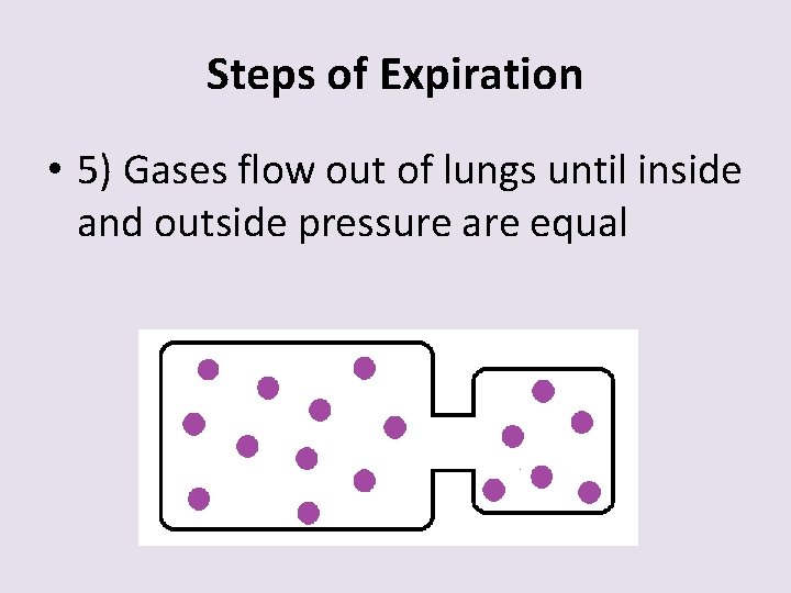 Steps of Expiration • 5) Gases flow out of lungs until inside and outside