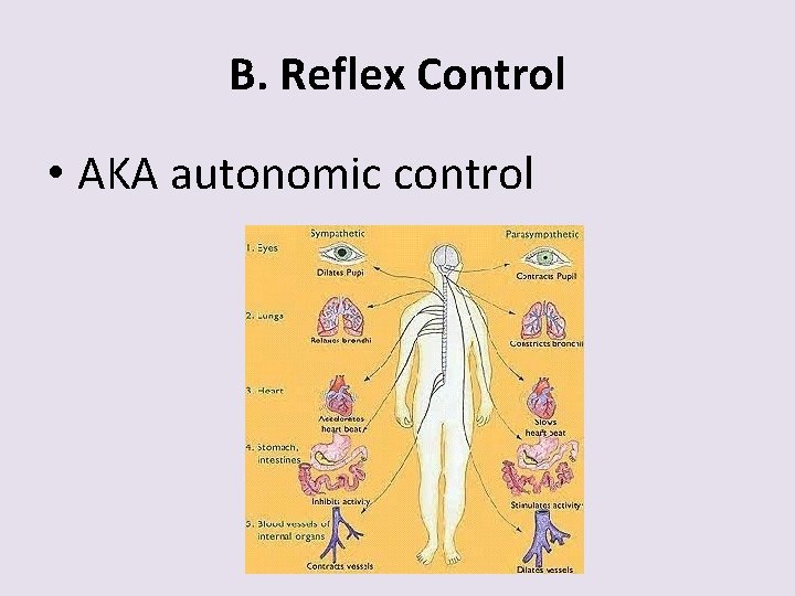 B. Reflex Control • AKA autonomic control 