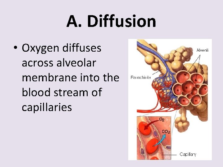 A. Diffusion • Oxygen diffuses across alveolar membrane into the blood stream of capillaries