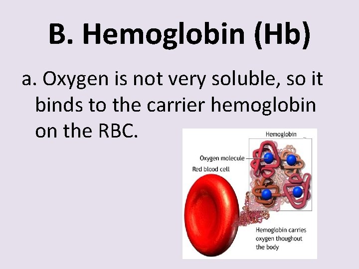 B. Hemoglobin (Hb) a. Oxygen is not very soluble, so it binds to the
