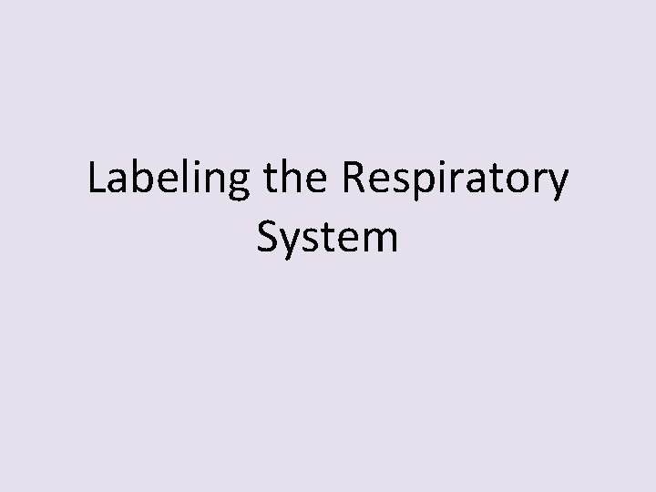 Labeling the Respiratory System 