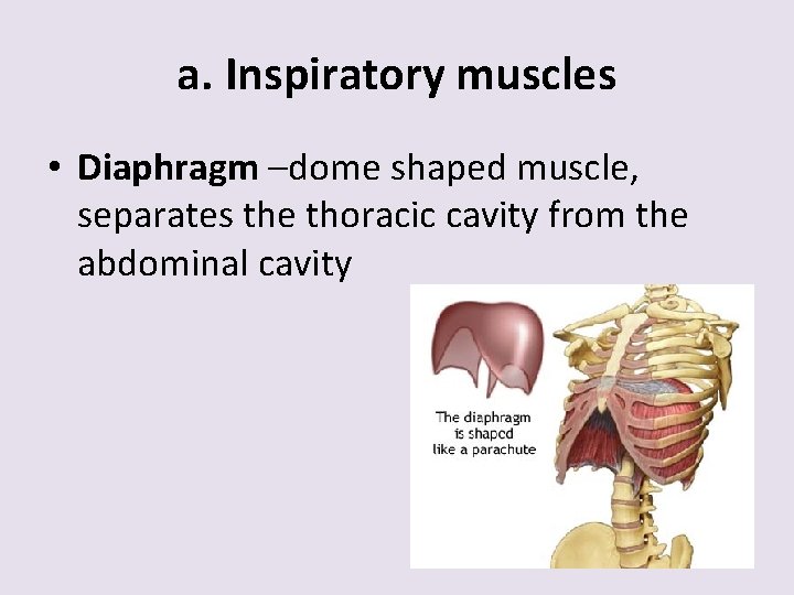 a. Inspiratory muscles • Diaphragm –dome shaped muscle, separates the thoracic cavity from the
