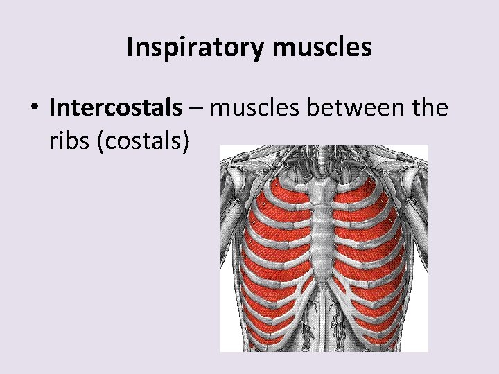 Inspiratory muscles • Intercostals – muscles between the ribs (costals) 