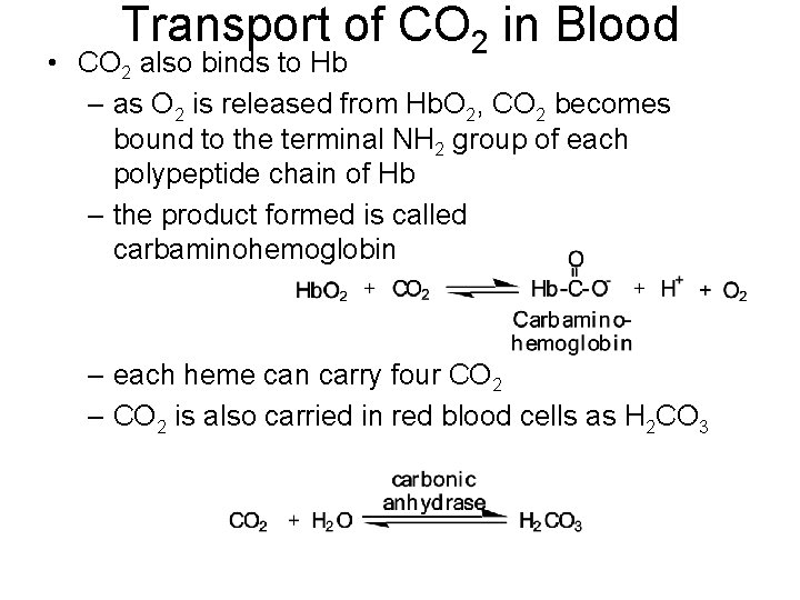 Transport of CO 2 in Blood • CO 2 also binds to Hb –