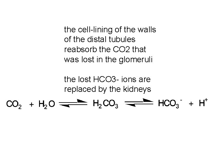 the cell-lining of the walls of the distal tubules reabsorb the CO 2 that