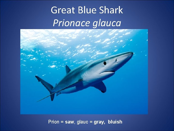 Great Blue Shark Prionace glauca Prion = saw, glauc = gray, bluish 