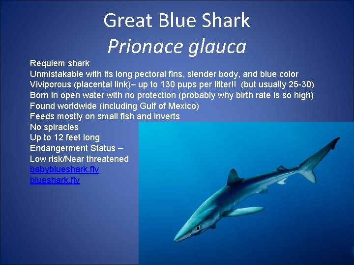 Great Blue Shark Prionace glauca Requiem shark Unmistakable with its long pectoral fins, slender