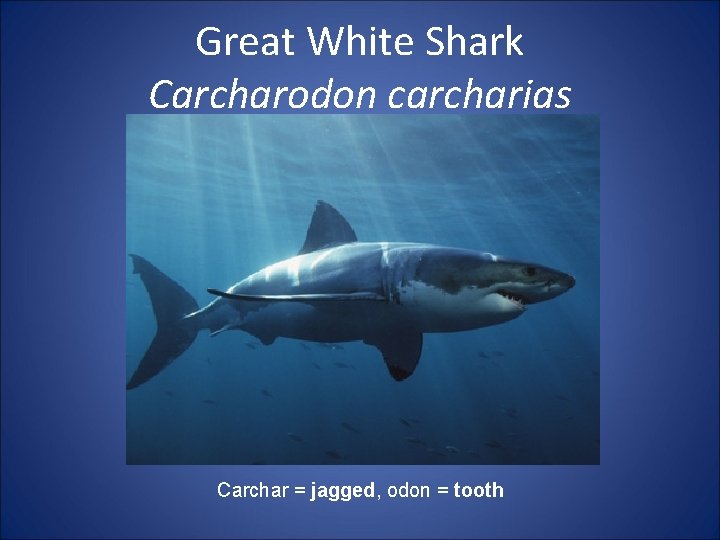 Great White Shark Carcharodon carcharias Carchar = jagged, odon = tooth 