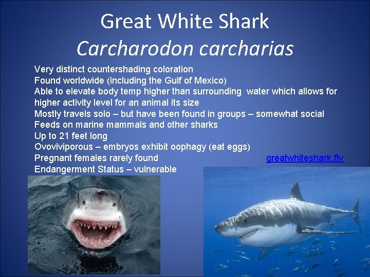 Great White Shark Carcharodon carcharias Very distinct countershading coloration Found worldwide (including the Gulf