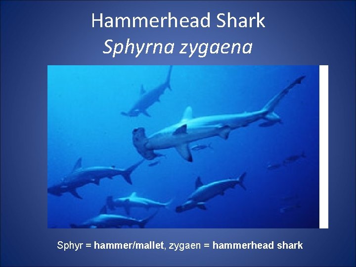 Hammerhead Shark Sphyrna zygaena Sphyr = hammer/mallet, zygaen = hammerhead shark 