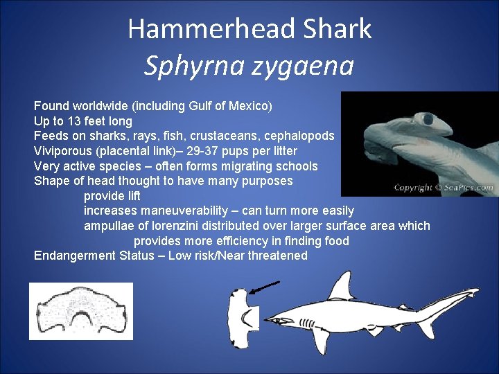 Hammerhead Shark Sphyrna zygaena Found worldwide (including Gulf of Mexico) Up to 13 feet