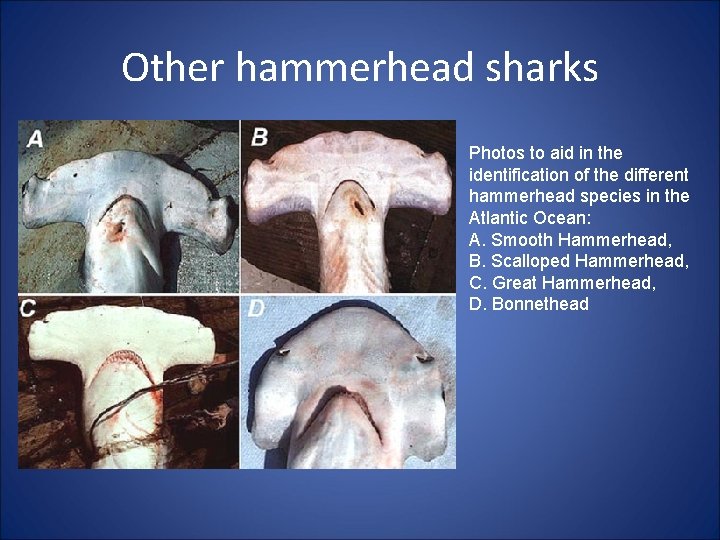 Other hammerhead sharks Photos to aid in the identification of the different hammerhead species