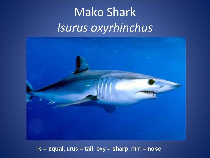 Mako Shark Isurus oxyrhinchus Is = equal, urus = tail, oxy = sharp, rhin