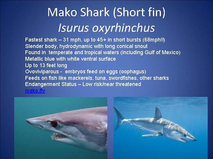 Mako Shark (Short fin) Isurus oxyrhinchus Fastest shark – 31 mph, up to 45+