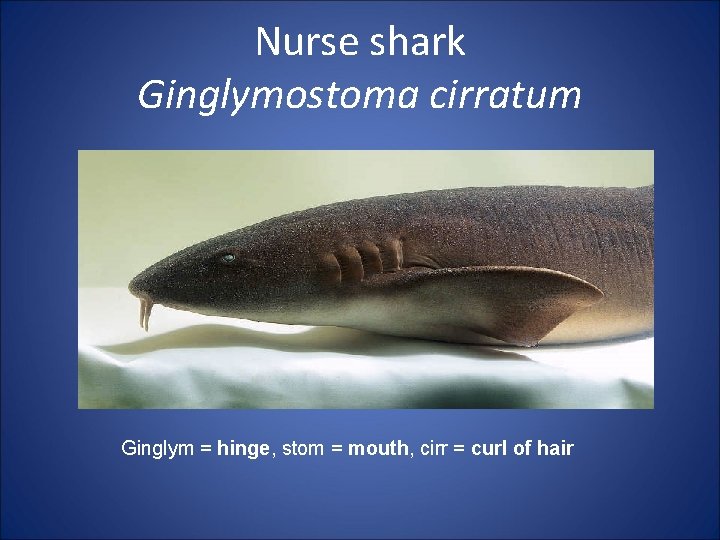 Nurse shark Ginglymostoma cirratum Ginglym = hinge, stom = mouth, cirr = curl of