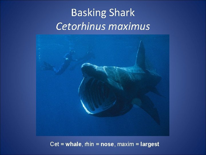 Basking Shark Cetorhinus maximus Cet = whale, rhin = nose, maxim = largest 