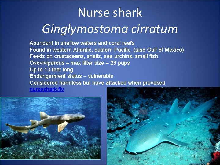 Nurse shark Ginglymostoma cirratum Abundant in shallow waters and coral reefs Found in western