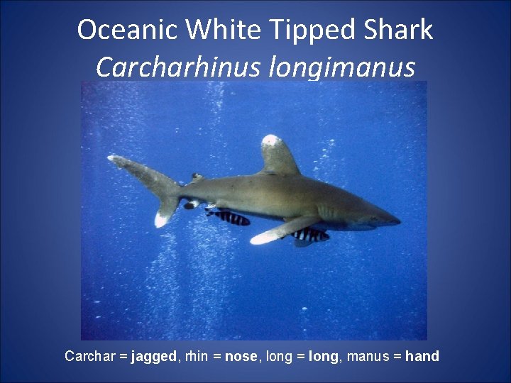 Oceanic White Tipped Shark Carcharhinus longimanus Carchar = jagged, rhin = nose, long =