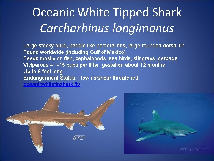 Oceanic White Tipped Shark Carcharhinus longimanus Large stocky build, paddle like pectoral fins, large
