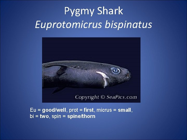 Pygmy Shark Euprotomicrus bispinatus Eu = good/well, prot = first, micrus = small, bi