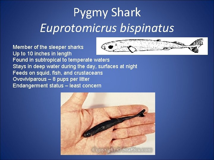 Pygmy Shark Euprotomicrus bispinatus Member of the sleeper sharks Up to 10 inches in